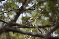 New Lawsuit Again Aims to Remove Endangered Status for Warbler