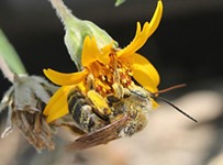 Meant to Bee: Austin Becomes Official Bee Haven