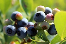 Day Trips: Kingsbury Blueberry Farm, Caldwell