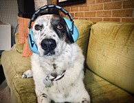May We Suggest Some Music to Chill Out Your Dog During the Fireworks?