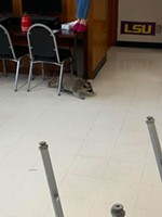 Raccoons On the Loose at McCallum High