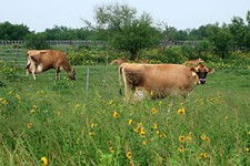 Day Trips: Knolle Dairy Farms, Sandia
