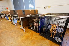A Surge of Adoptions Alleviates the Animal Shelter Crisis – for Now