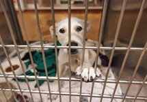 Austin Animal Center Will Waive Fees For Biggest Adoption Event of the Year