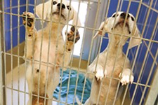Incurable Virus Still Spreading Among Dogs in Austin’s Overcrowded Shelter