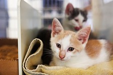 Can Austin Animal Center Be No-Kill and Humane?
