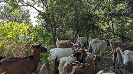 Adoptable Poison Ivy-Munching Goats Make Dramatic Return to Butler Hike-and-Bike Trail