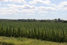 Court Says No to Hemp