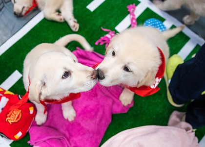 Party with Puppies and Visit the craftHER Fall Market