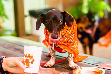 Dog Restaurant Week in Austin Brings Pups to the Patio