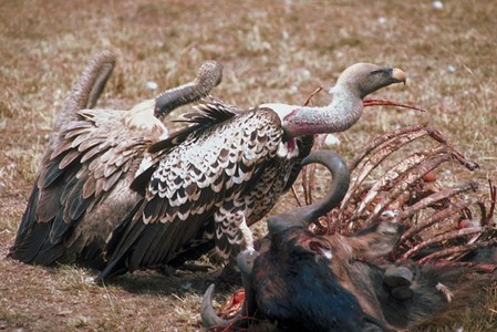 Carrion Crisis in Comal County