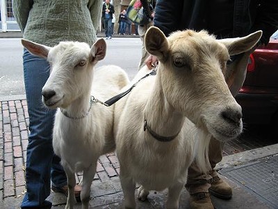 Rock'N'Roll'N'Goats