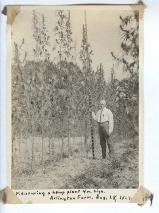 Lyster Dewey grew hemp at Arlington Farms, where the Pentagon now stands