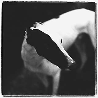 <i>Black and White</i>, 1997