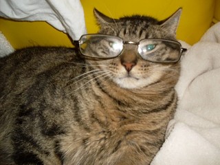 Bob's cat / Bob's glasses