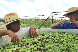Texas olive oil pioneer Jim Henry (r) and Jerry Farrell inspect the olive harvest at Farrell’s Olive Ranch.