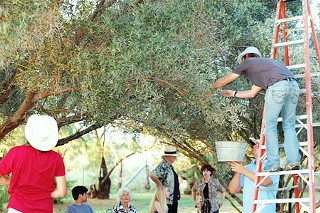 Picking olives from oldest tree in Texas (Bel-Asher mansion in Asherton)