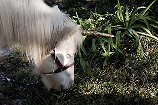 <i>Unicorn </i> by Barry Stone