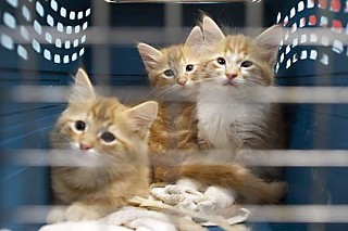 Kittens cool their heels in temporary cat cages at Town Lake Animal Center.