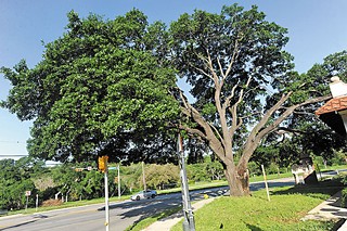 Does this leafy mainstay at the corner of Martin Luther King Jr. and North Lamar boulevards pose a safety threat?