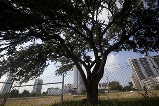Heritage tree advocates will rally from noon to 1pm Friday at City Hall on behalf of seven trees, including this heritage oak, located on the perimeter of the Green Water Treatment Plant site at Cesar Chavez and San Antonio streets. Developer Trammell Crow plans to remove the trees.
Rally participants will also deliver the names of 2,500 people who signed an online petition to save the trees.