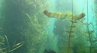 <i>Living Springs</i>