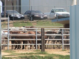 Horses awaiting slaughter at the now-closed Dallas Crown plant in Kaufman