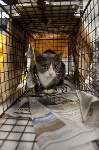 A feral cat at the AHS clinic