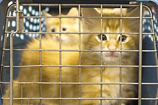 The new Austin Animal Center and the old Town Lake Animal Center are filled to the gills with animals.