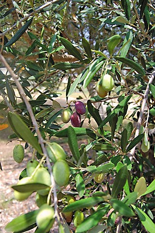 Mature trees and ripe olives (below) at the First Texas Olive Company in Wimberley