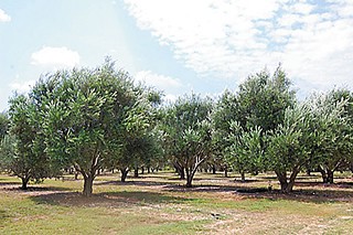 What EVOO Can Do for You
