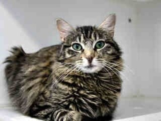 Sprite is ready and available for adoption at the Austin Animal Center
