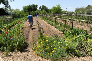 Rain Lily Farm, shown here, is one of four
 urban farms on the Eastside that have come under neighborhood scrutiny. The others are Springdale, Boggy Creek, and HausBar.