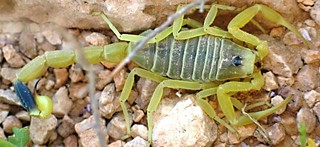 The Deathstalker scorpion