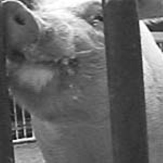 American Pork