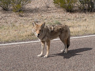 EPA Rejects Coyote Cyanide Ban