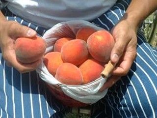 Moonshine’s Larry Perdido and peaches from Caskey
Orchards
