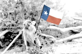 A young Japanese macaque in his adopted home in 1989