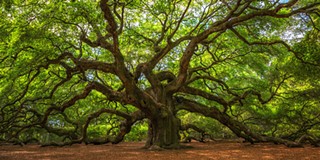 Hopefully the <i>Quercus tardifolia</i> oak will be brought back from near-extinction like the Angel Oak, pictured here