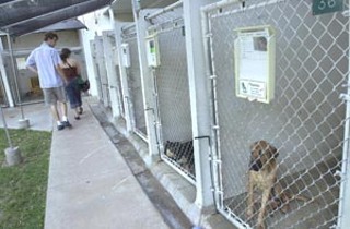 Animals await adoption and the TLAC awaits a badly needed
overhaul.
