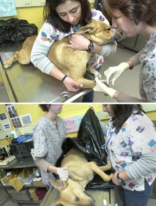Town Lake Animal Center employees Kara Montiel and Katie
Marcel put a dog to sleep in the euthanasia room and place
it in a body bag.