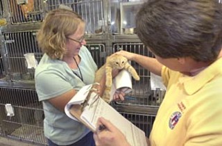 Town Lake Animal Center director Dorinda Pulliam
examines a stray cat while on dispo duty. The dispo
team decided the cat was a good candidate for adoption,
and it was given the name Toby.