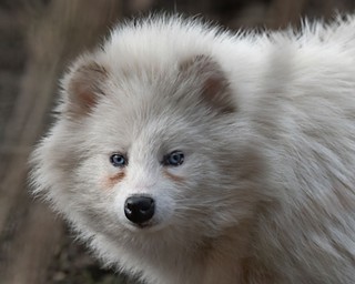 An albino raccoon, except the one in College Station was creepier