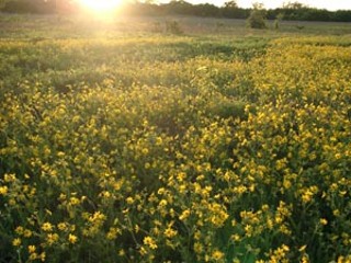 Pflugerville prairie meadow in springtime