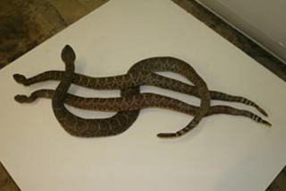<i>Rattlesnakes From Sweetwater Dollar Sign</i>, by Bale 
Creek Allen