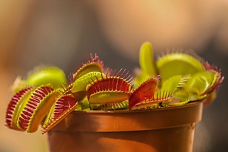Venus flytraps rock