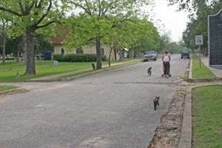 Who let the dog out?: Strolling down 16th through Oakwood Cemetery – like it or not, a neighborhood park for Central East Austin