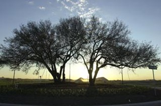Twin Oaks at the Airport Boulevard entry were moved to
this spot.