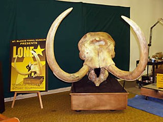 Million-dollar skull of a four-tusk mastodon