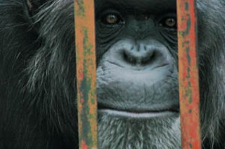 One of the residents of Primarily Primates, which is currently embroiled in a fight over who should control the animal sanctuary.